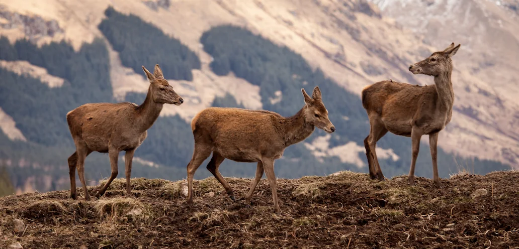 Red deer on a hillside